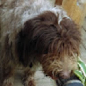 Meet your Posher, Holly